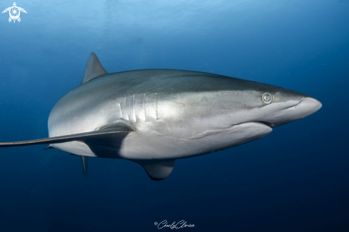 A Silky Shark