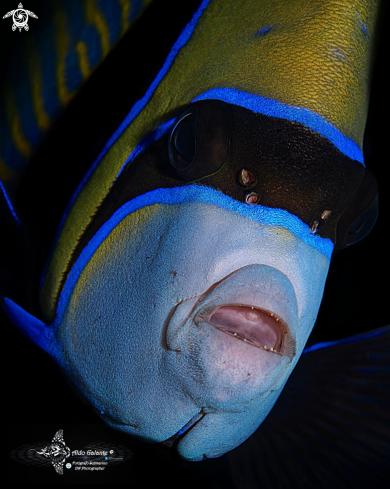 A Emperor Angelfish