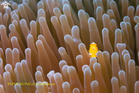 The False Clown Anemonefish, Amphiprion ocellaris