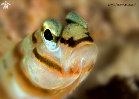 A Banded Blenny