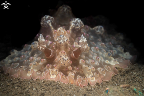 A Dendrodoris Tuberculosa