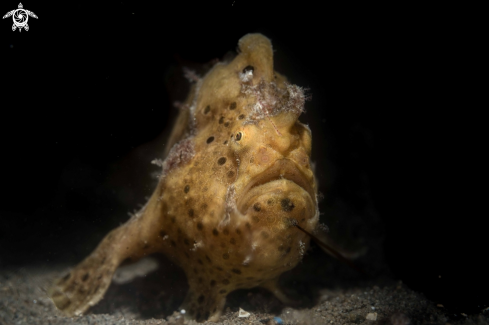 A Painted Frogfish