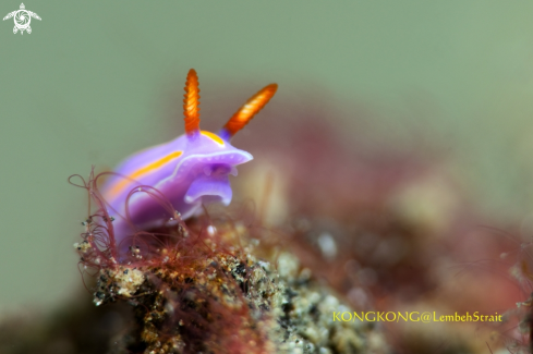 A Three-lines Purple Nudibranch (Mexichromis trilineata