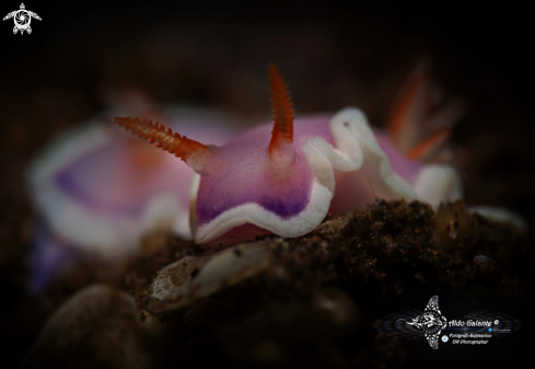 A Thorunna Nudibranch