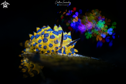 A Costasiella sp. | Nudibranch