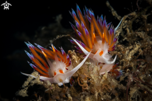 A Pilgrim hervia nudibranch