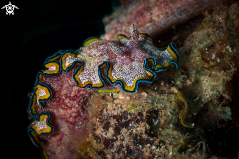 A Glossodoris cincta nudibranch