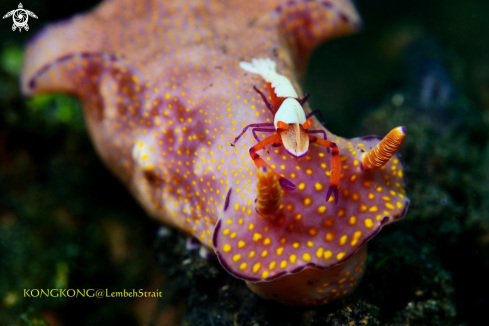 A Emporior shrimp and nudibranch, Ceratosoma tenue Abraham