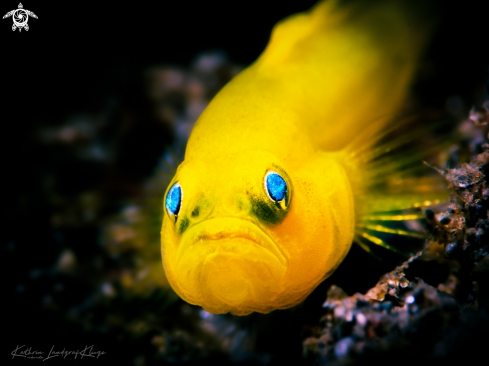 A Yellow Pygmy Goby 