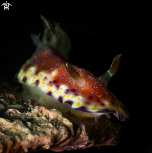 A Goniobranchus collingwoodi nudibranch