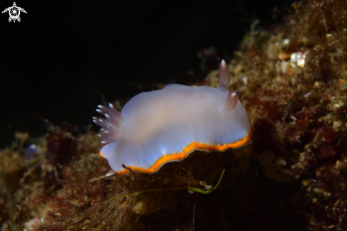 A Felimida purpurea | Nudibranch