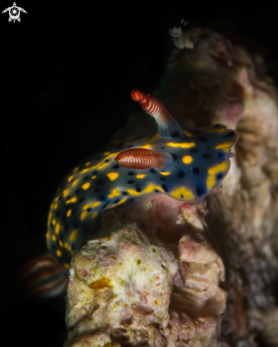 A Hypselodoris infucata nudibranch