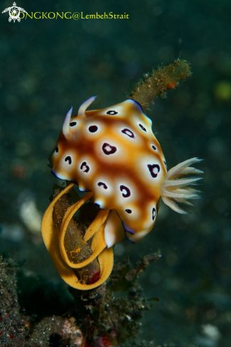 A Nudibranch (Goniobranchus leopardus) with eggs