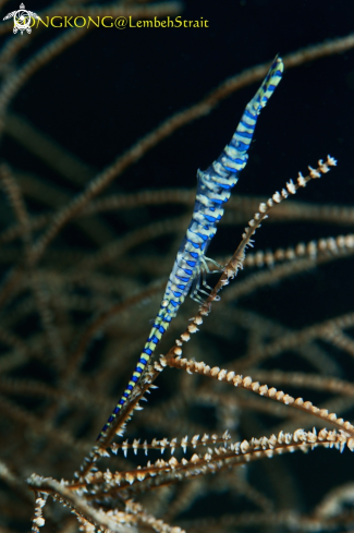 A Tozeuma Shrimp