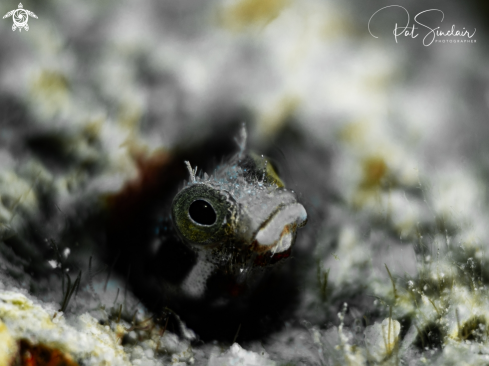 A Blenny