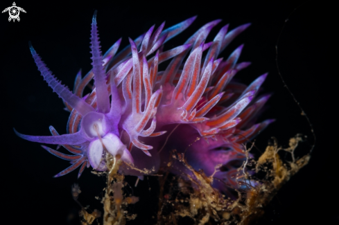 A Flabellina nudibranch