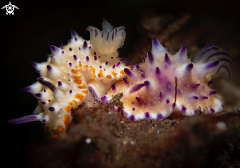 A Mexichromis Nudibranch