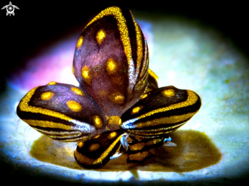 A Tiny Butterfly Sea Slug 