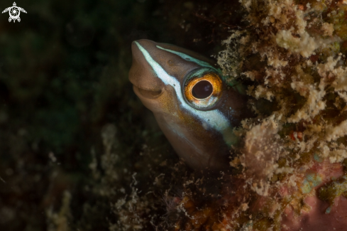 A Plagiotremus rhinorhynchos | Bluestriped fangblenny