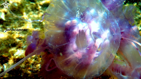 A Pelagia noctiluca | Méduse Pélagique