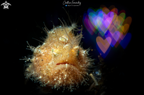 A Antennarius striatus | Hairy frogfish