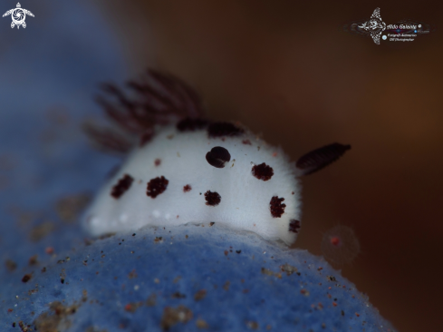 A Nudibranch