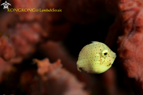 A Yellow Japanese Inflator Filefish