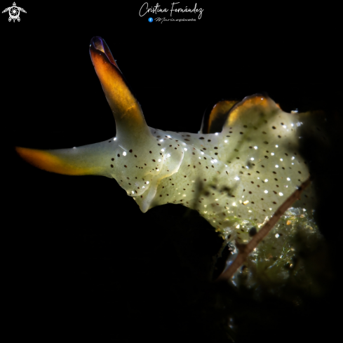 A Elysia marginata | Nudibranch