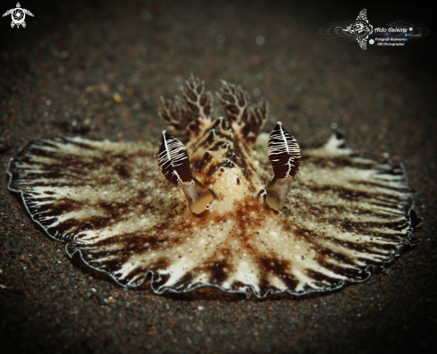 A Nudibranch