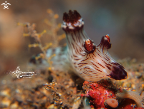 A Nudibranch