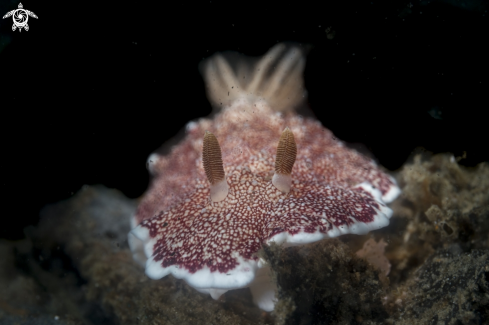 A Goniobranchus sp. 07