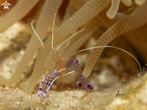 A Ancylomenes pedersoni | Pedersons cleaner shrimp