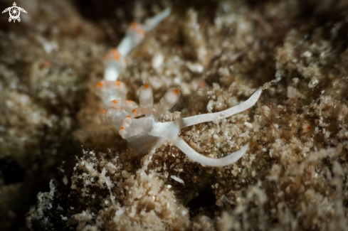 A Aeloid nudibranch