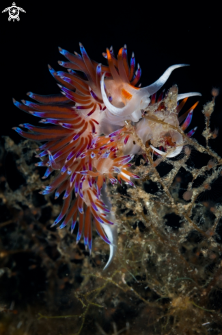 A Cratena nudibranch