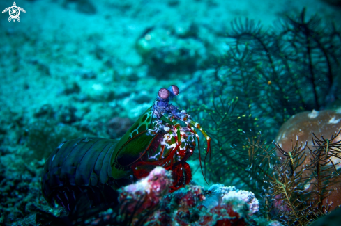 A  Odontodactylus scyllarus | SHRIMP