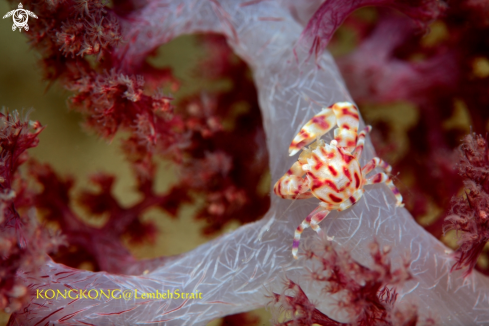 A Soft Coral Porcelain Crab (Lissoporcellana nakasonei)