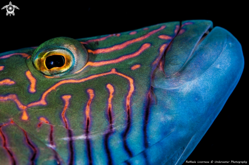 A Thalassoma | Thalassoma