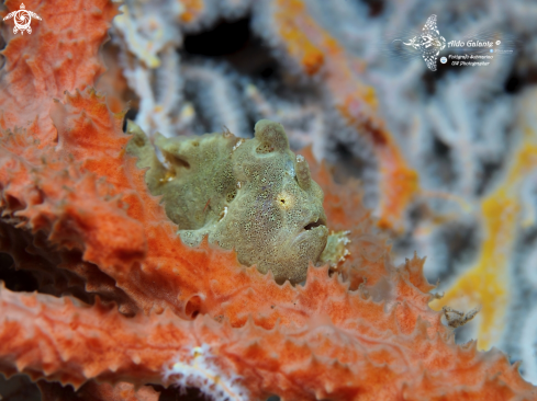 A Frogfish Juvenil