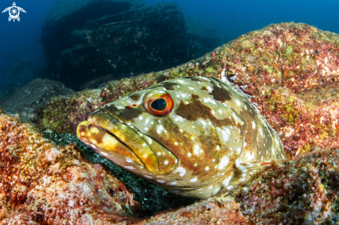 A Epinephelus labriformis | Flag Cabrilla