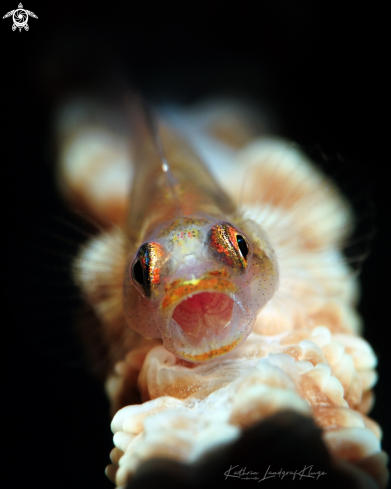 A Wire Coral Goby 