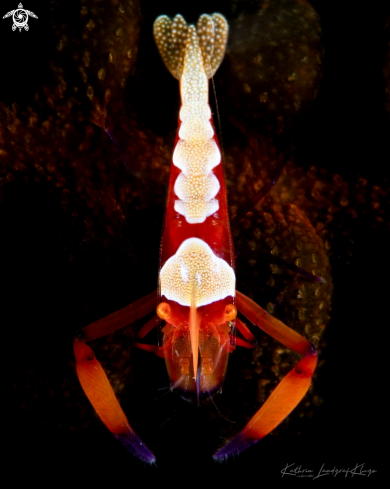 A Emperor Shrimp