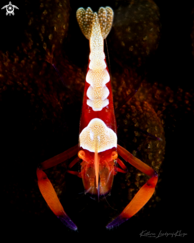 A Zenopontonia rex  | Emperor Shrimp