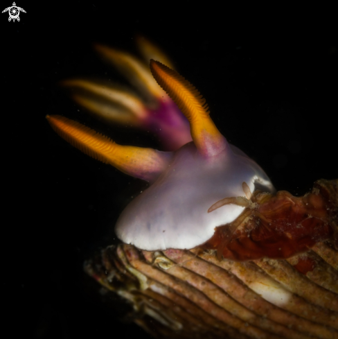 A Hypselodoris Bullockii nudibranch