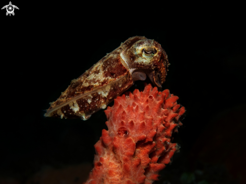 A Cuttlefish