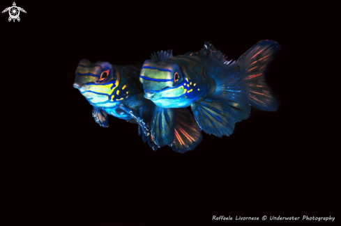 A Mandarin fish