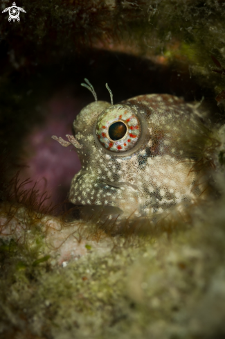 A Coral goby