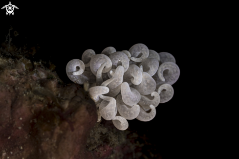 A Phyllodesmium magnum | Phyllodesmium magnum