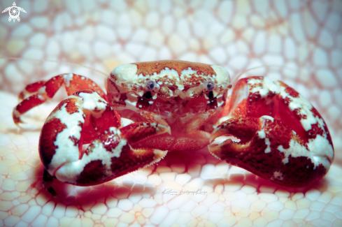 A Porcelain Crab