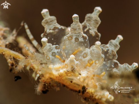 A Eubranchus Sea Slug (15 mm-0.60 Inch)