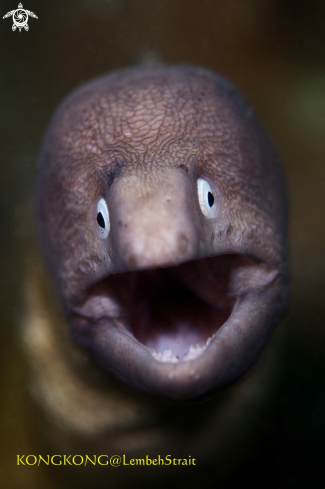 The White-eyed Moray (Gymnothorax thyrsoideus)